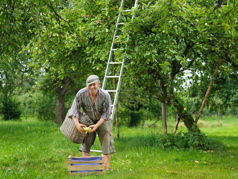 Mitarbeiterfotografie: Arbeiterportrait: Unter einem Apfelbaum liest ein Apfelbauer Äpfel auf.