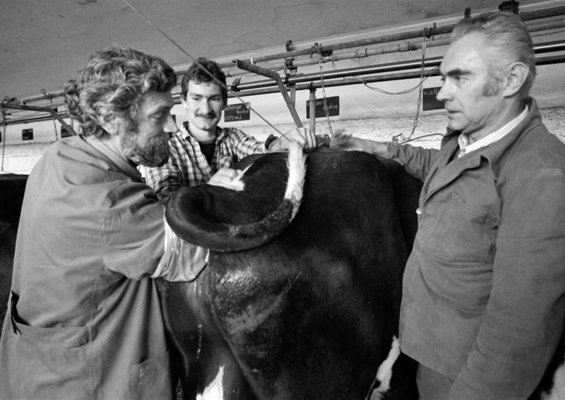 Black and white reportage photography at various workplaces in the early nineties: A veterinarian examines a cow for pregnancy, while the farmer and a barn helper are standing next to it in suspense.