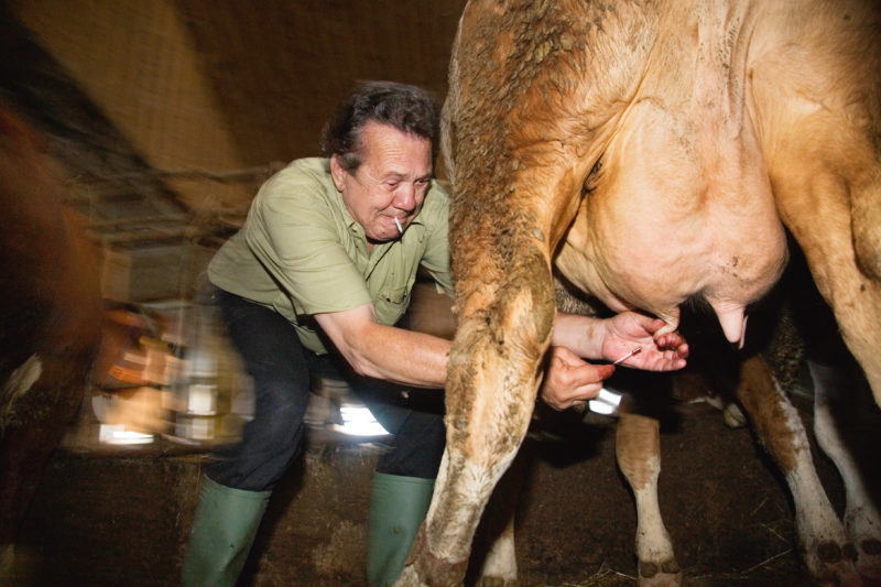 Mitarbeiterfotografie: Berufsportrait: Ein Landtierarzt versucht den verstopften Euter einer Kuh zu öffnen.