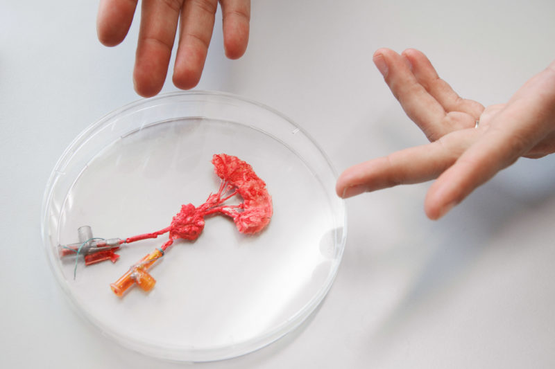 Science photography: Laboratory grown blood vessels.