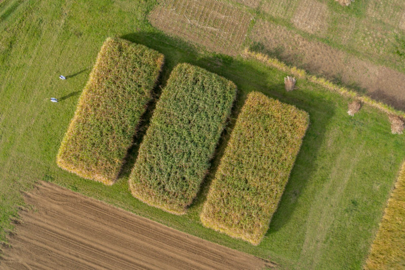 Luftaufnahmen und Drohnenfotografie: Feld für wissenschaftliche Auswertung die für den Wuchs von ertragreichen energieliefernden Pflanzen.