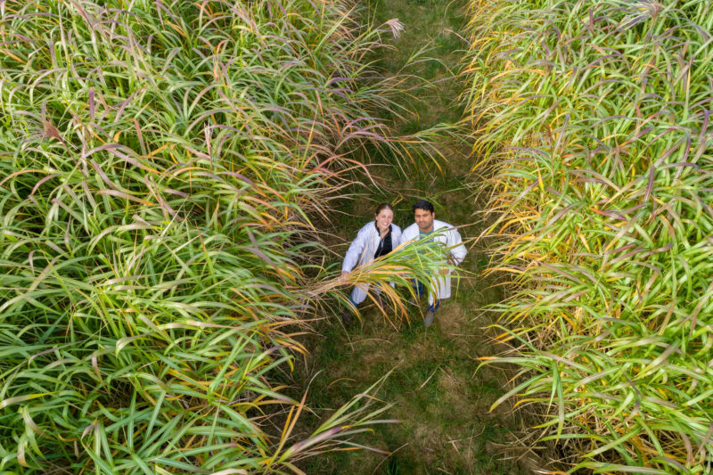 Luftaufnahmen und Drohnenfotografie: Zwei Wissenschaftler stehen in einem Feld der Universität Hohenheim für Miscanthusanbau.