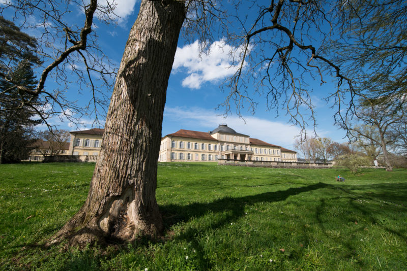 Architectural photography: The main building of the University of Hohenheim is a castle located in a large green park with old trees. You can see one of the mighty tree trunks on the green meadow in the foreground with the castle in front of a blue sky behind it.
