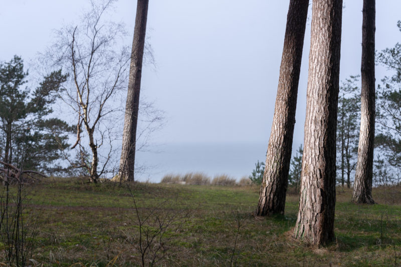 Landschaftsfotografie  an der Ostseeküste: In schräg auftreffendem Licht leuchtet die Rinde mehrerer gerade gewachsener Baumstämme. Im Hintergrund sieht man Dünengras und das Wasser der Ostsee.