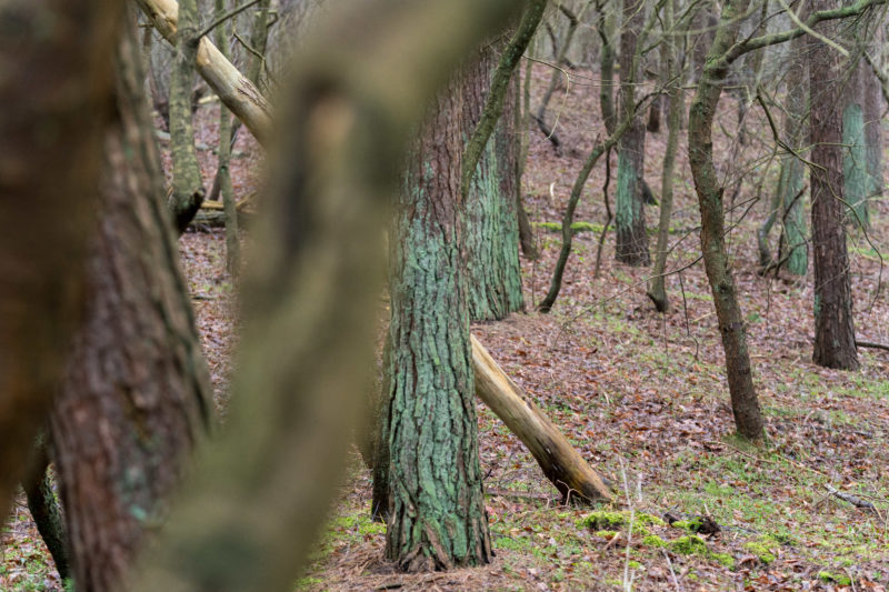 Landschaftsfotografie  an der Ostseeküste: Grün bemooste und nackte braune Baumstämme wechseln sich ab. Manche Bäume im Vordergrund sind nur unscharf angedeutet.