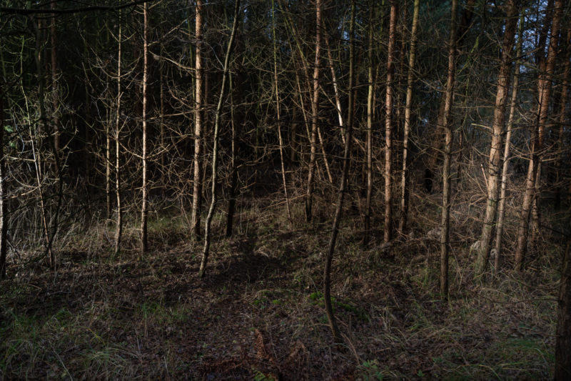 Landschaftsfotografie  an der Ostseeküste: Im Dickicht winterlicher Bäume leuchten braune Stämme und Zweige in der Abenddunkelheit.