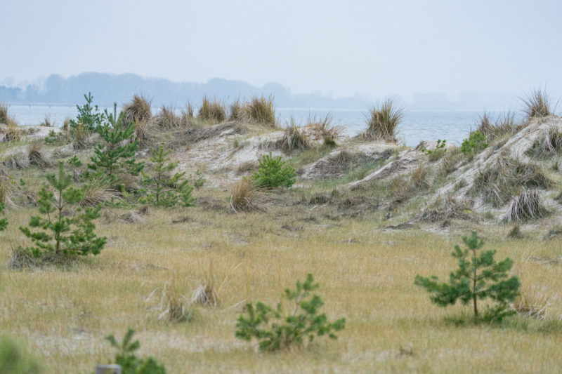 Landschaftsfotografie  an der Ostseeküste: Ein Dünenstreifen mit der dahinterliegenden Ostsee. Zwischen Gräsern und Sand wachsen junge Nadelbäume. 