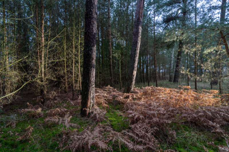 Landscape photography at the Baltic Sea coast: In a grove shortly before the beach, winterly fern glows in brown.