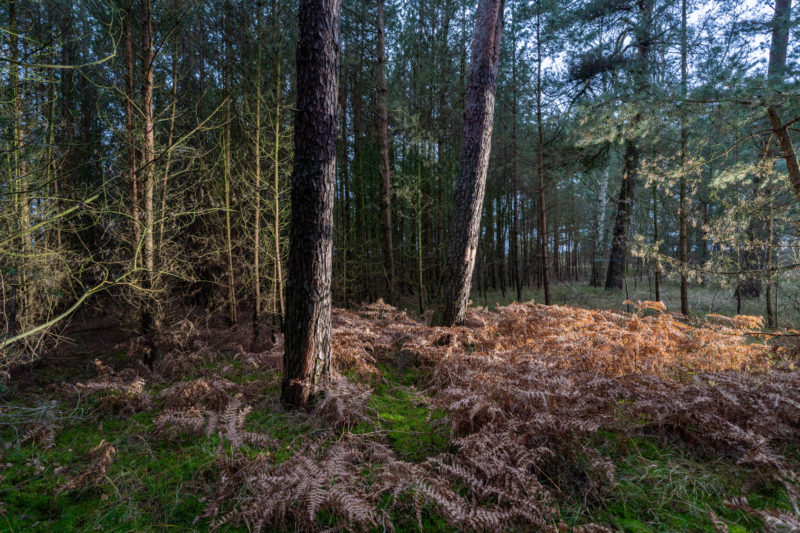 Landschaftsfotografie  an der Ostseeküste: In einem Wäldchen kurz vor dem Strand leuchten winterliche Frage in braun.