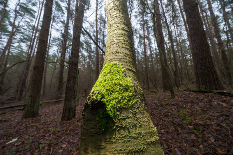 Landscape photography at the Baltic Sea coast: Green shining moss grows on a diagonal tree trunk. Behind it, the brown of the winter forest.