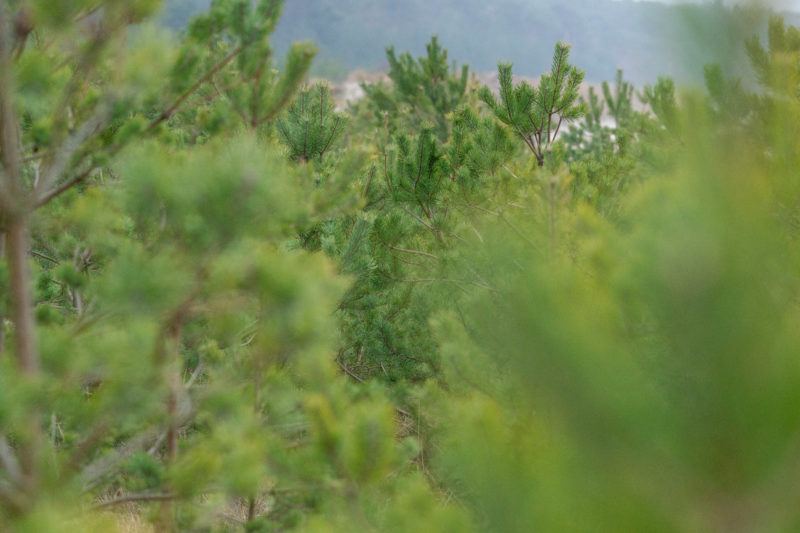 Landscape photography on the Baltic Sea coast: Conifer branches form a dense green. In the background the course of the beach is indicated.