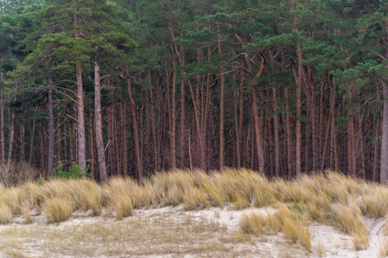 Landschaftsfotografie  an der Ostseeküste: Sand, Dünengräser und die roten Stämme des dahinterliegenden Pinienwaldes bilden klar abgegrenzte Zonen.