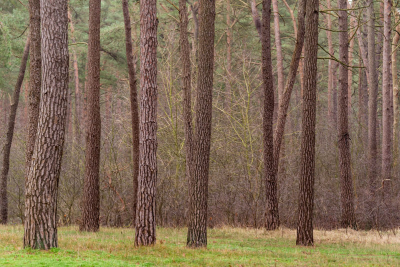 Landscape photography at the Baltic Sea coast: Red pine trunks line the edge of the forest. Below the green grass.