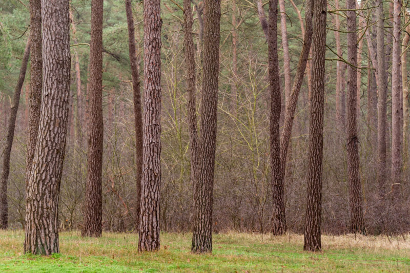 Landschaftsfotografie  an der Ostseeküste: Rote Pinienstämme reihen sich am Waldrand. Unten das grüne Gras.