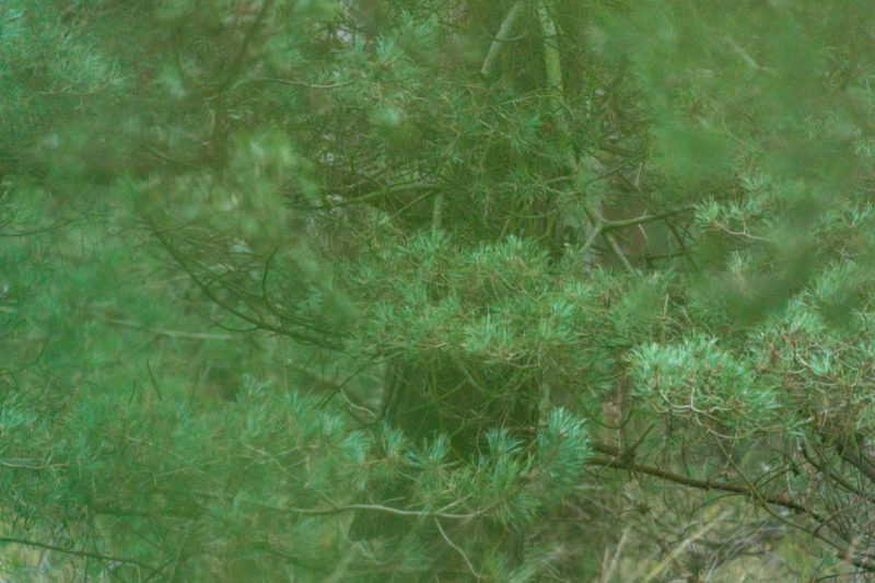 Landscape photography on the Baltic Sea coast: Pine branches create a dense green.