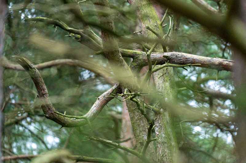 Landschaftsfotografie  an der Ostseeküste: Krumm gewachsene Zweige ergeben ein urwüchsig wirkendes Foto mit unscharfen Ästen im Vorder- und Hintergrund.