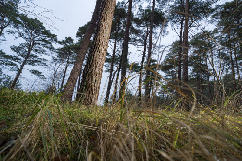 Landschaftsfotografie  an der Ostseeküste: Ein Waldstück dicht am Strand. Im Vordergrund das grüne Gras, das am Übergang zur Düne wächst.