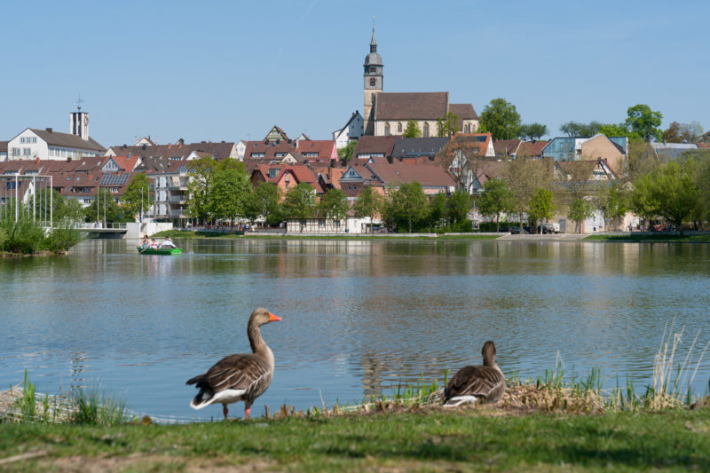 Landschaftsfotografie: Gänse am Ufer eines Anlagensees einer mittelgroßen schwäbischen Stadt. Auf dem Wasser sieht man Tretbootfahrer. Im Hintergrund Häuser und eine Kirche.