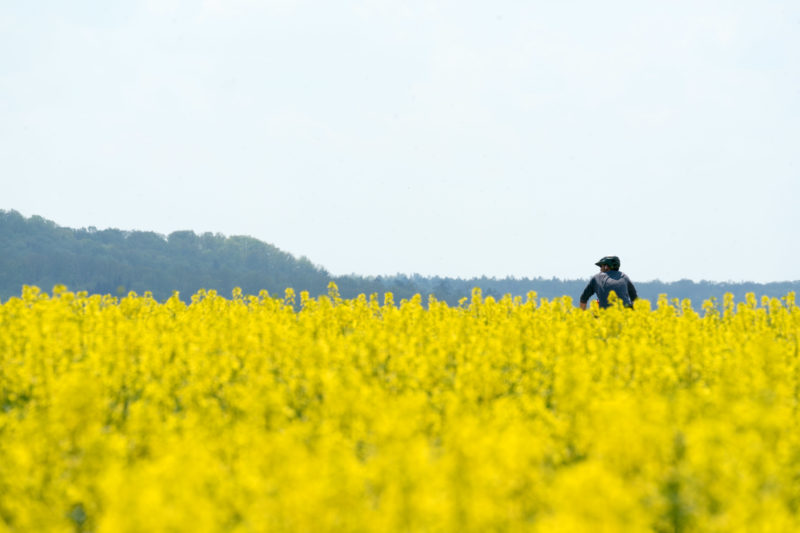 Landscape photogaphy: A cyclist in the agricultural nature. The rape field in the foreground is in yellow blossom. Behind it on the horizon a forest edge.