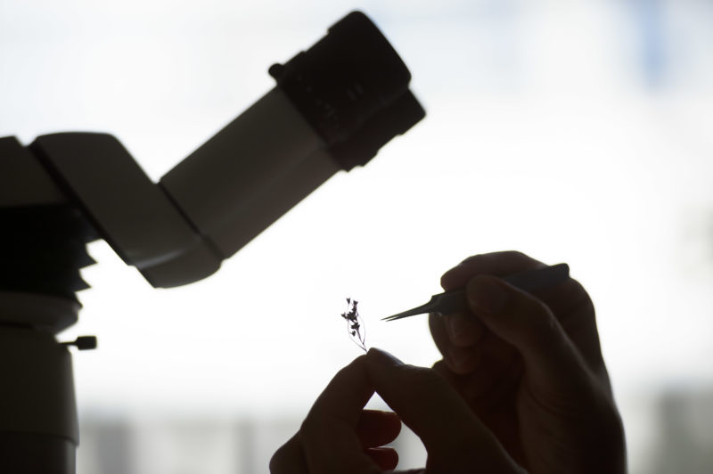 Science photography: Scientific photography:  Microscope work in the Botany Laboratory at the State Office of Criminal Investigation Baden-Württemberg (LKA BW) in Stuttgart.