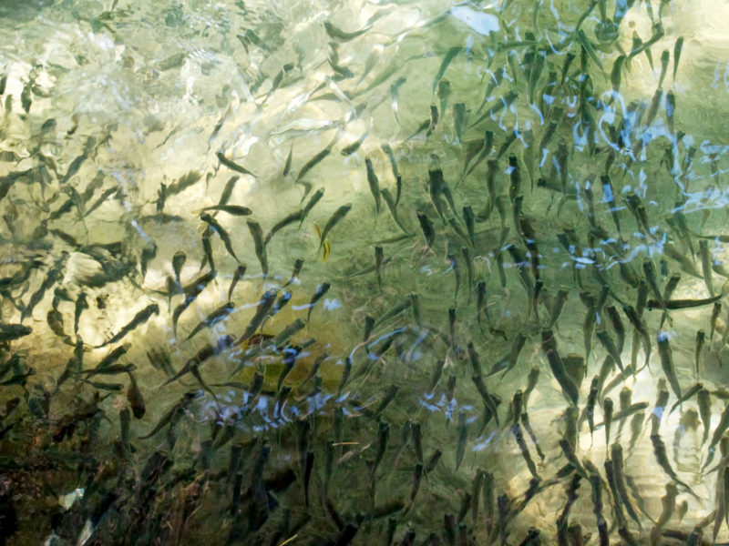 Reisefotografie: Mauritius: Fischschwarm im Wasser an einem Steg.