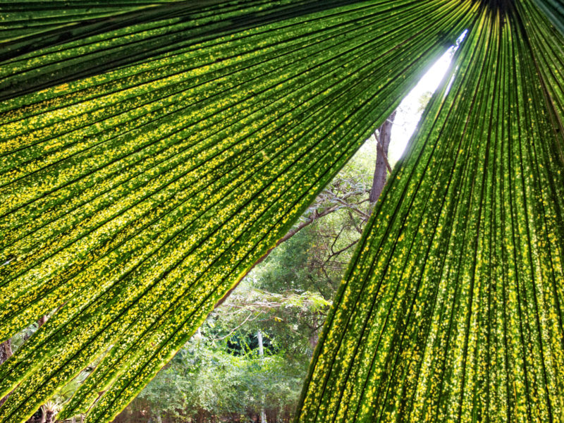 Reisefotografie: Mauritius: Palmenblätter.