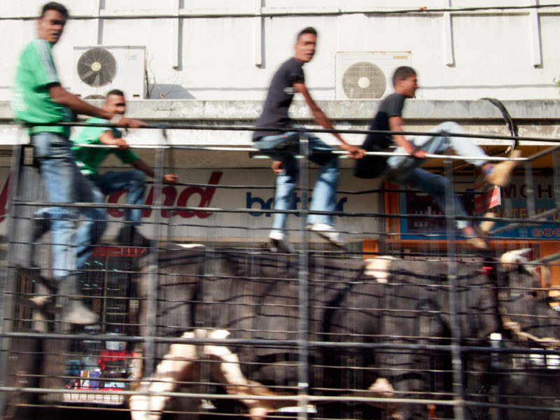 travel photography: A cow is transported standing on a truck through a small town. It is accompanied by young people sitting on the metal grating of the loading area.