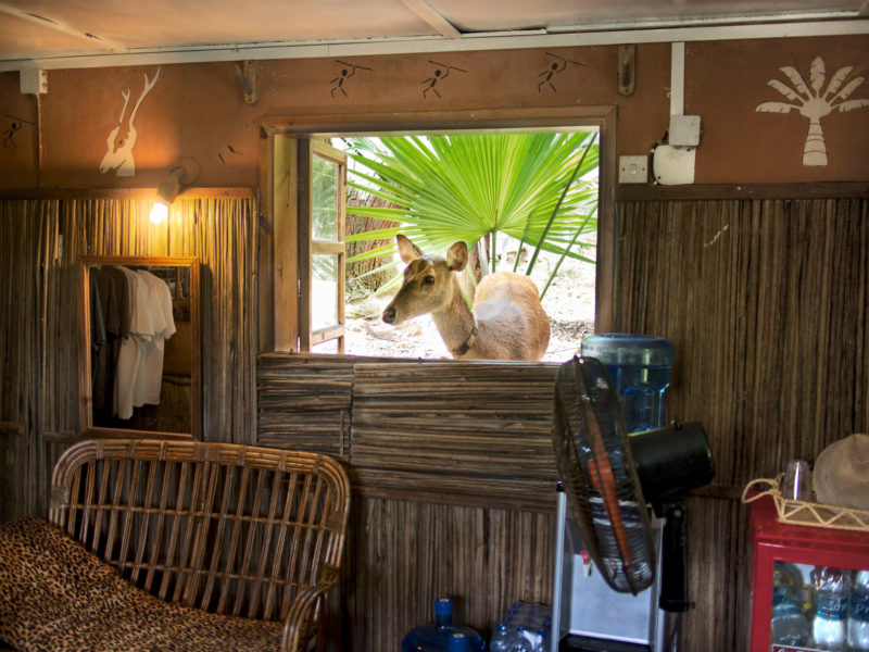 Reisefotografie: Mauritius: In einem Tierpark schaut ein zahmes Reh durch das Fenster in eine Hütte.
