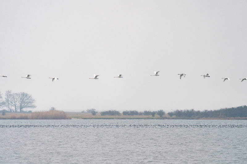 Naturfotografie: Vögel an der Ostseeküste, Bild 01 von 27