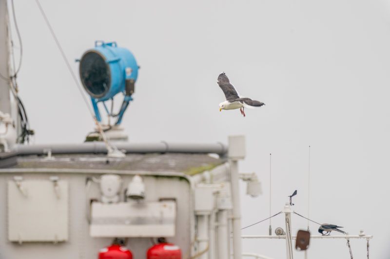 Nature photography: Birds at the Baltic Sea coast, Image 03 of 27