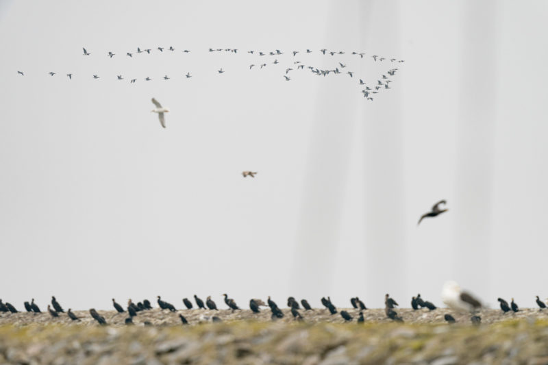 Naturfotografie: Vögel an der Ostseeküste, Bild 04 von 27