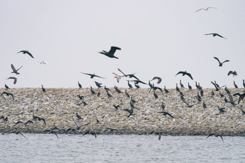 Nature photography: Birds at the Baltic Sea coast, Image 06 of 27