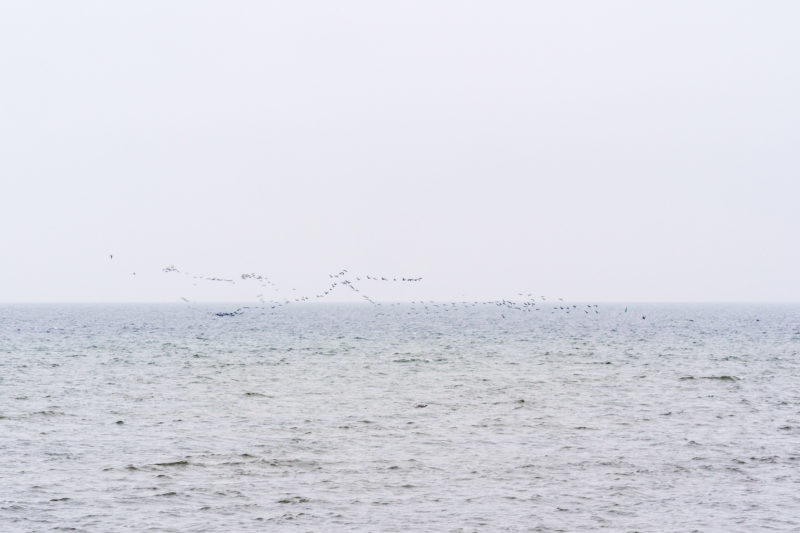 Nature photography: Birds at the Baltic Sea coast, Image 07 of 27