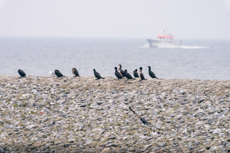 Naturfotografie: Vögel an der Ostseeküste, Bild 09 von 27