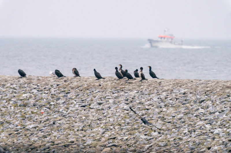 Nature photography: Birds at the Baltic Sea coast, Image 09 of 27