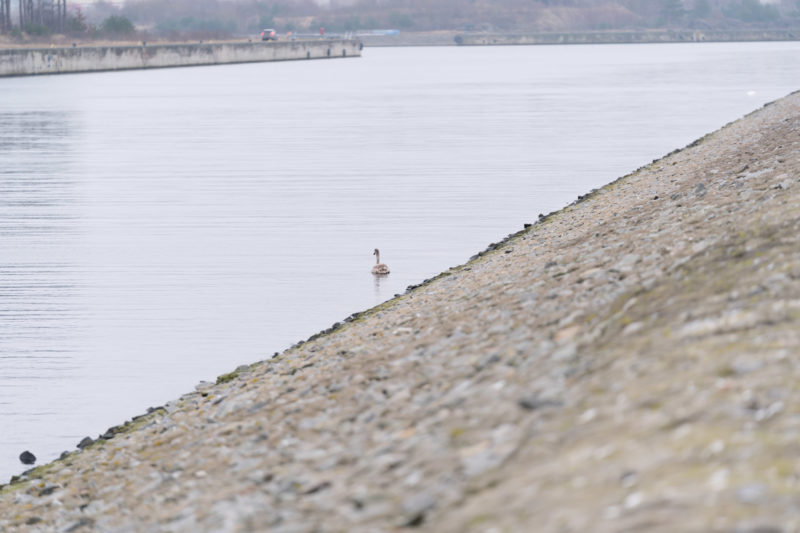 Nature photography: Birds at the Baltic Sea coast, Image 10 of 27