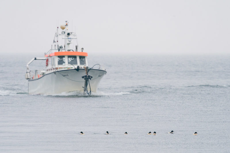 Nature photography: Birds at the Baltic Sea coast, Image 11 of 27