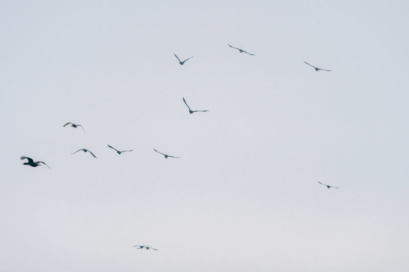 Naturfotografie: Vögel an der Ostseeküste, Bild 12 von 27
