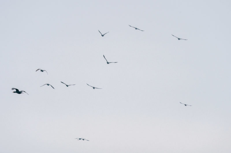 Nature photography: Birds at the Baltic Sea coast, Image 12 of 27