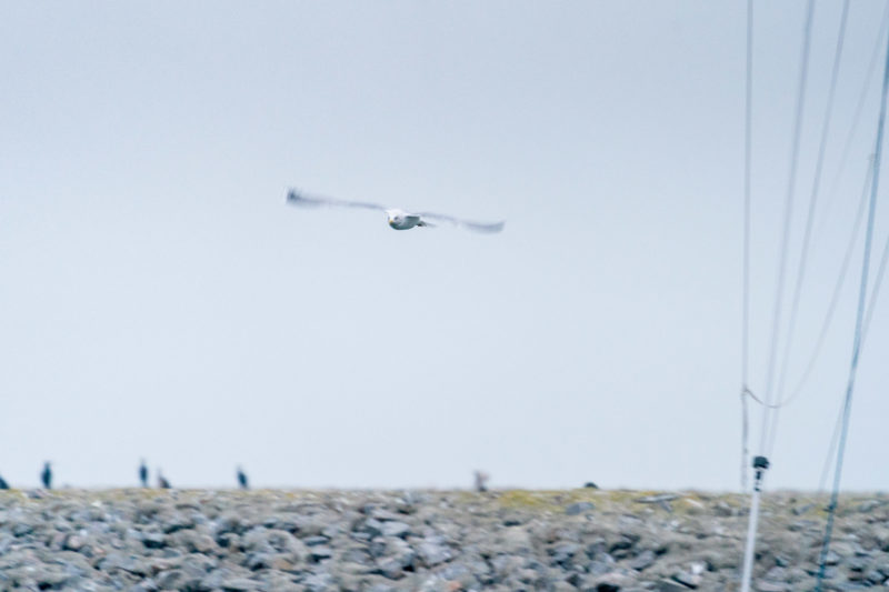 Naturfotografie: Vögel an der Ostseeküste, Bild 13 von 27