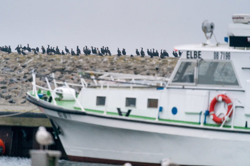 Nature photography: Birds at the Baltic Sea coast, Image 14 of 27