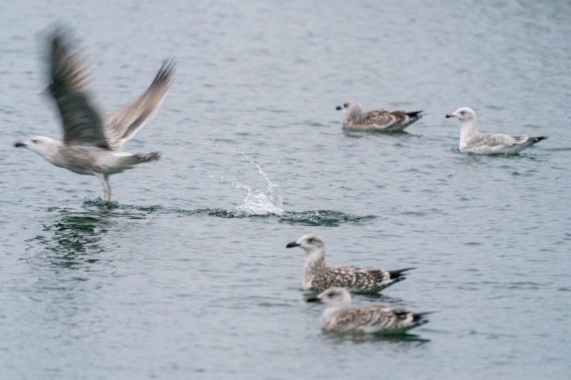 Nature photography: Birds at the Baltic Sea coast, Image 15 of 27