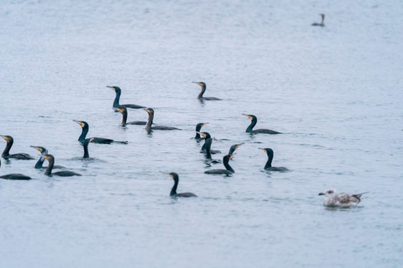 Nature photography: Birds at the Baltic Sea coast, Image 16 of 27