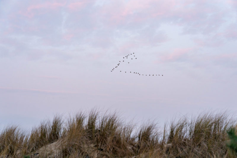 Nature photography: Birds at the Baltic Sea coast, Image 17 of 27