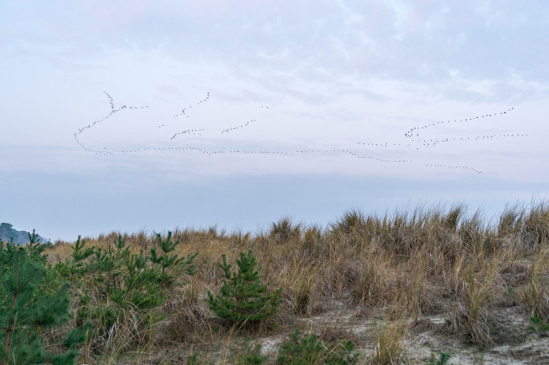 Naturfotografie: Vögel an der Ostseeküste, Bild 18 von 27