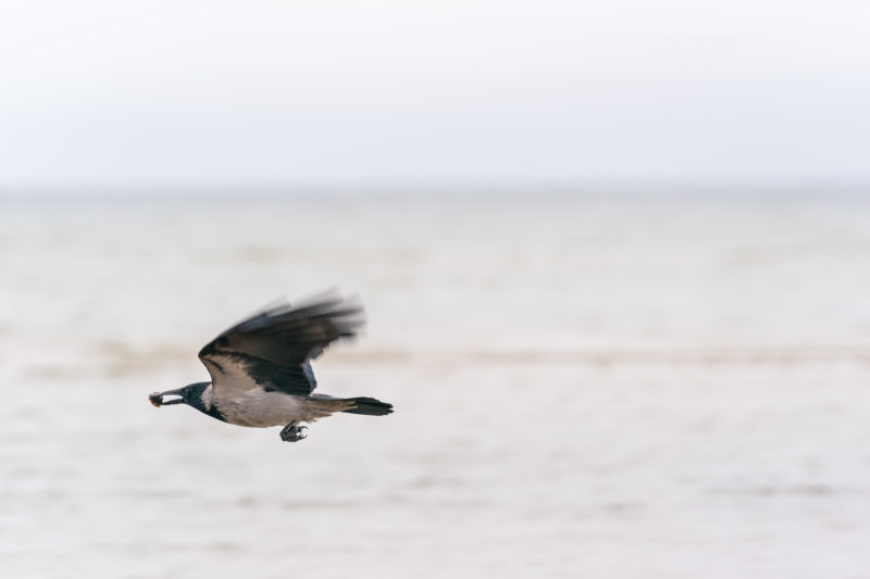 Naturfotografie: Vögel an der Ostseeküste, Bild 19 von 27