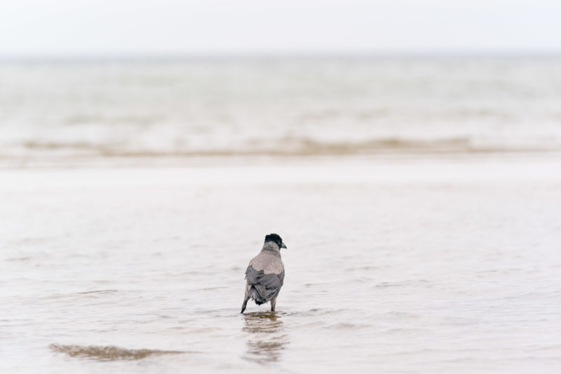 Nature photography: Birds at the Baltic Sea coast, Image 20 of 27