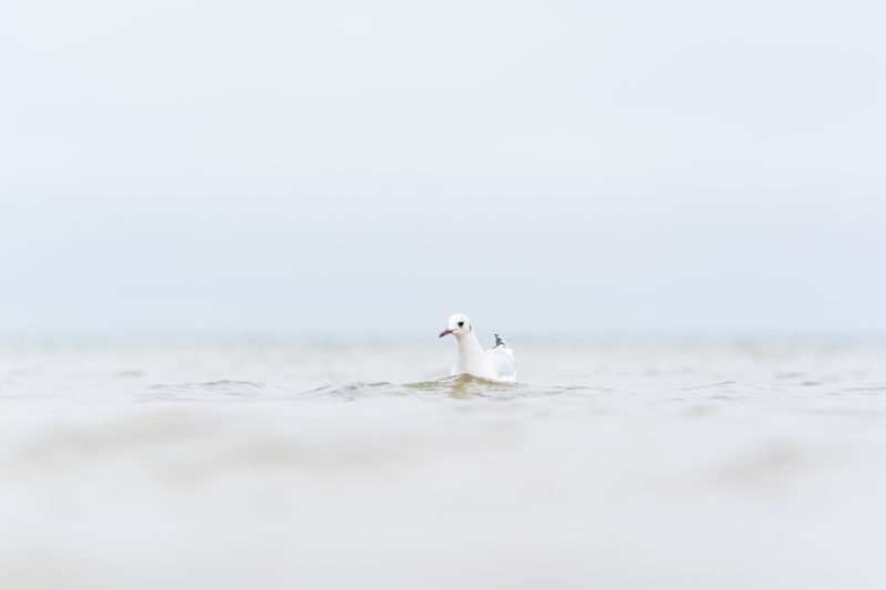 Nature photography: Birds at the Baltic Sea coast, Image 21 of 27