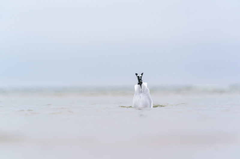 Naturfotografie: Vögel an der Ostseeküste, Bild 22 von 27