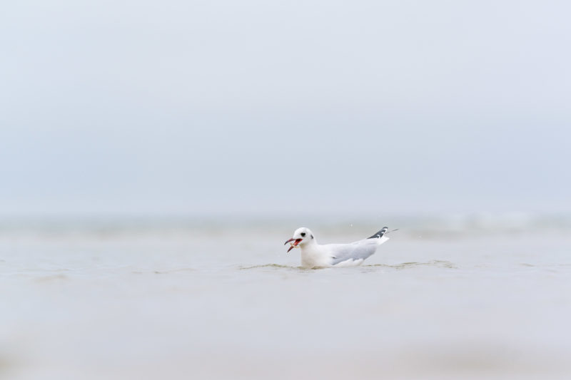 Naturfotografie: Vögel an der Ostseeküste, Bild 23 von 27